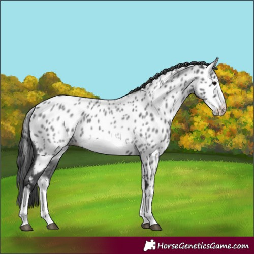 Horse Color:White Spotted Blue Roan Splash Frame Near Leopard 