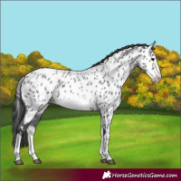 Horse Color:White Spotted Blue Roan Splash Frame Near Leopard