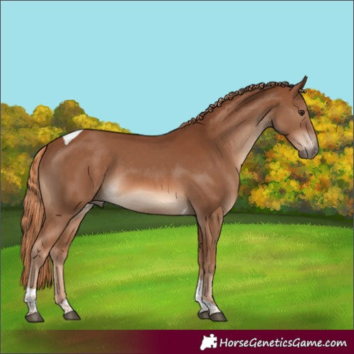 Horse Color:Chestnut Tobiano
