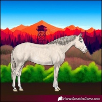 Horse Color:Cremello Splash  and Smoky Creme Splash 