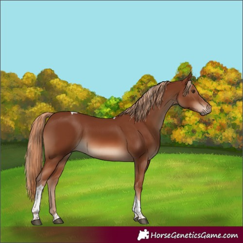 Horse Color:Chestnut Tobiano 