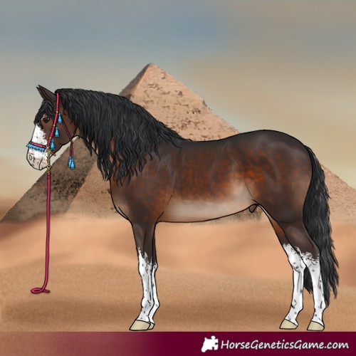 Horse Color:White Spotted Brown 