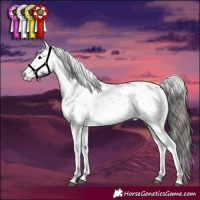 Horse Color:White Spotted Bay Dun Sabino