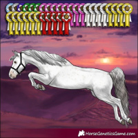 Horse Color:White Spotted Bay Dun Sabino 