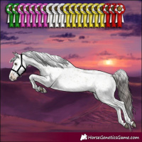 Horse Color:White Spotted Bay Dun Sabino 