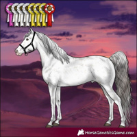 Horse Color:White Spotted Bay Dun Sabino