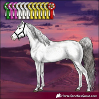 Horse Color:White Spotted Bay Dun Sabino 