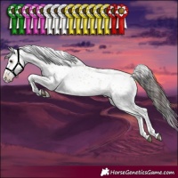 Horse Color:White Spotted Bay Dun Sabino 