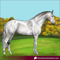 Horse Color:Gray Grullo Tobiano Appaloosa