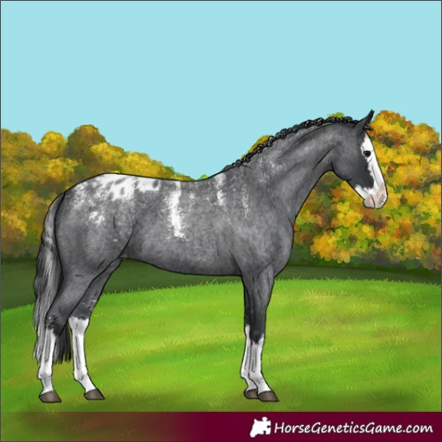 Horse Color:Powder White Blue Roan Splash Appaloosa 