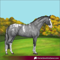 Horse Color:Powder White Blue Roan Splash Appaloosa