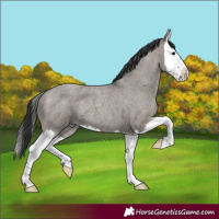 Horse Color:Grullo Roan Splash 