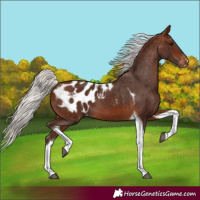 Horse Color:Silver Brown Tobiano Appaloosa 