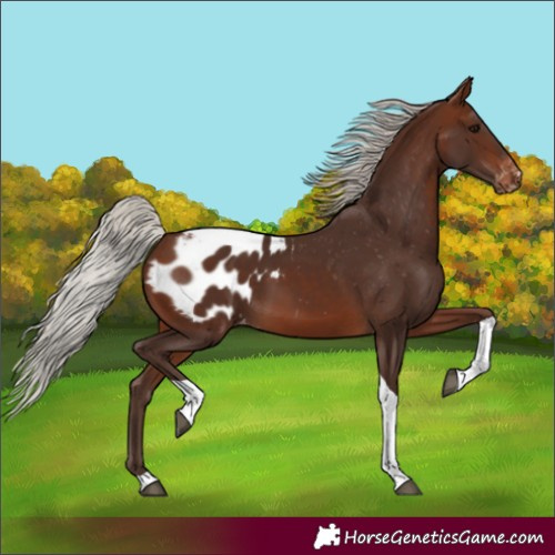 Horse Color:Silver Brown Tobiano Appaloosa 