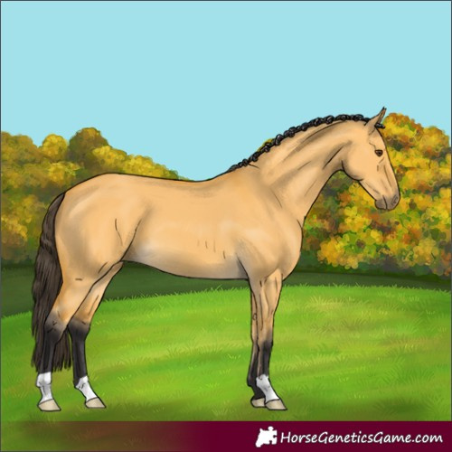 Horse Color:Buckskin Dun 