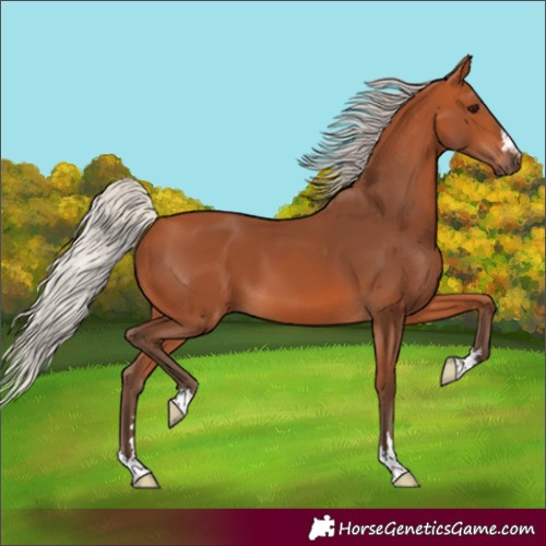 Horse Color:Silver Bay 