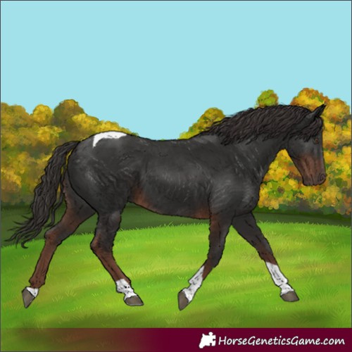 Horse Color:Liver Chestnut Tobiano 
