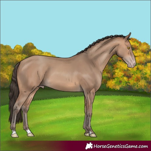 Horse Color:Amber Champagne 