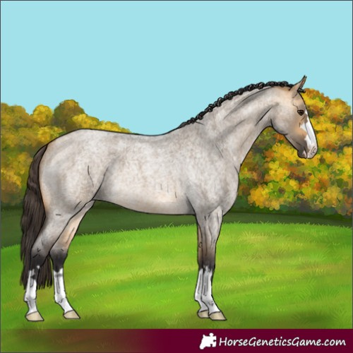 Horse Color:Buckskin Roan Dun 