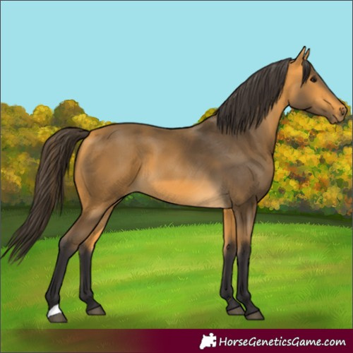 Horse Color:Buckskin 