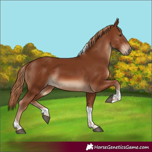Horse Color:Chestnut Tobiano 