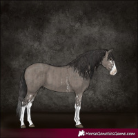 Horse Color:Grullo Sabino Splash and Smoky Grullo Sabino Splash
