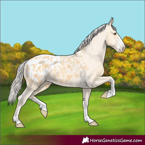 Horse Color:Palomino Appaloosa 