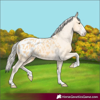 Horse Color:Palomino Blanket 
