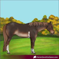 Horse Color:Liver Chestnut Tobiano 