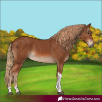 Horse Color:Chestnut Tobiano