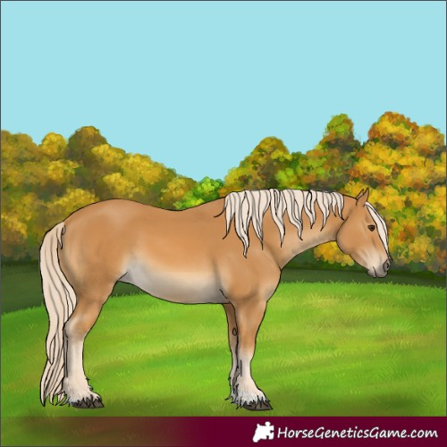 Horse Color:Palomino Tobiano 