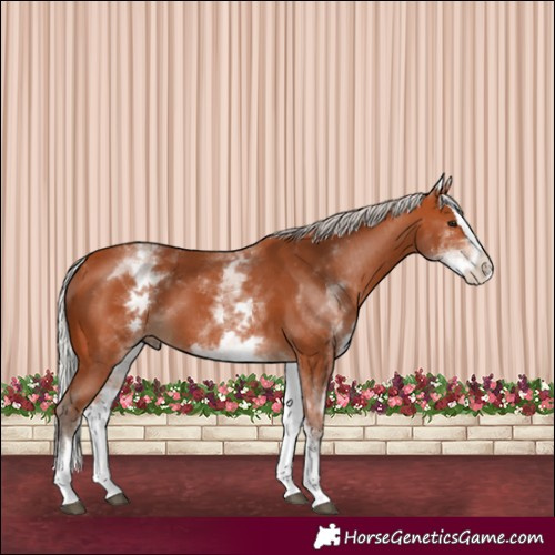 Horse Color:White Spotted Silver Bay Splash