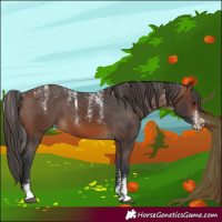 Horse Color:Powder White Brown Appaloosa