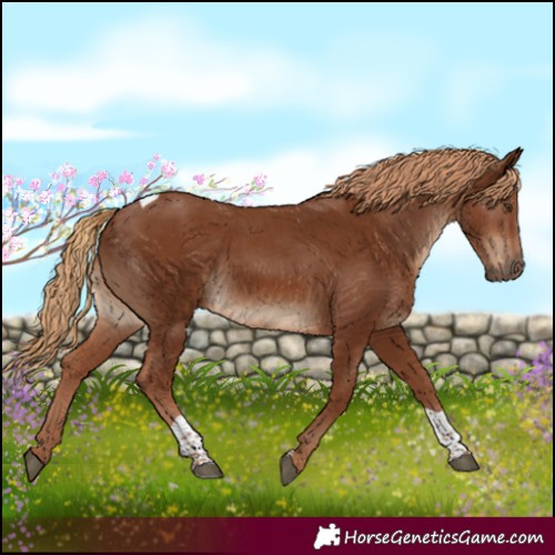 Horse Color:Chestnut Tobiano 