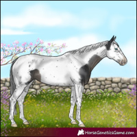 Horse Color:Black Splash Tobiano Frame 