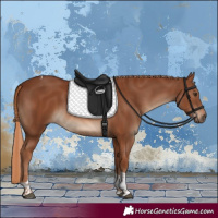 Horse Color:Chestnut Tobiano