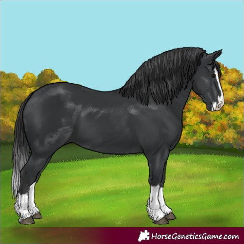 Horse Color:Black Splash 