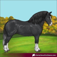 Horse Color:Black Splash 