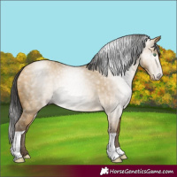 Horse Color:Gray Amber Cream Champagne Dun Tobiano 