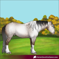 Horse Color:Gray Amber Champagne Tobiano 