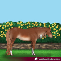 Horse Color:Chestnut Tobiano