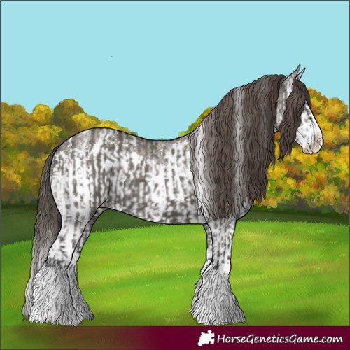 Horse Color:Grullo Sabino Splash Appaloosa and Grullo Sabino Splash Appaloosa