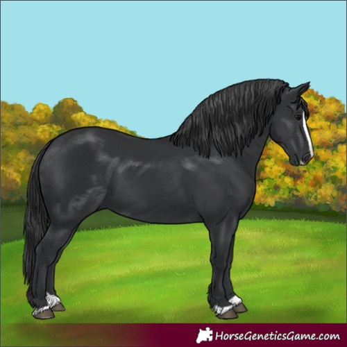 Horse Color:Black Splash