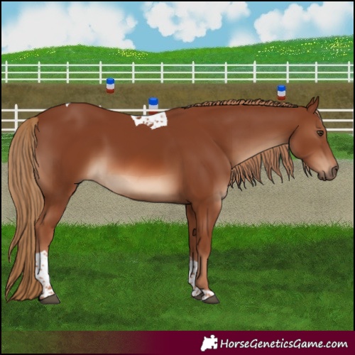 Horse Color:Chestnut Tobiano 