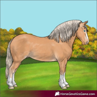 Horse Color:Gray Cremello 