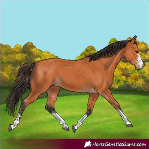 Horse Color:Bay 