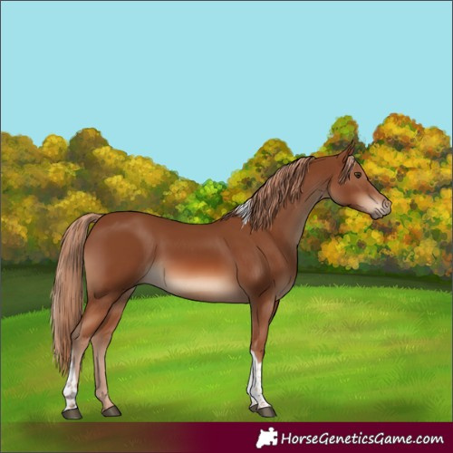 Horse Color:Chestnut Tobiano