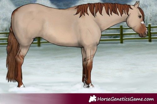 Horse Color:Red Dun Rabicano 