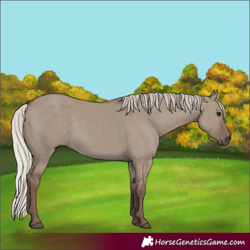 Horse Color:Silver Grullo 