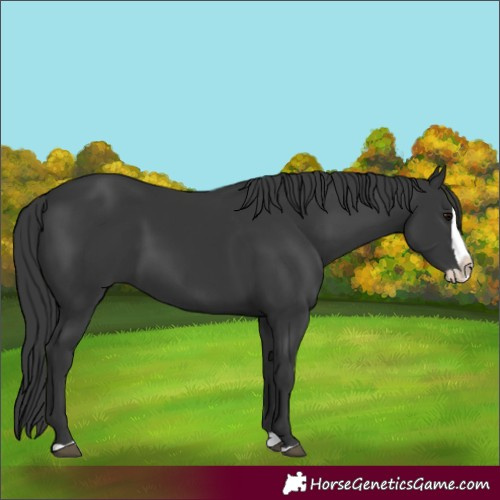 Horse Color:Black Splash 